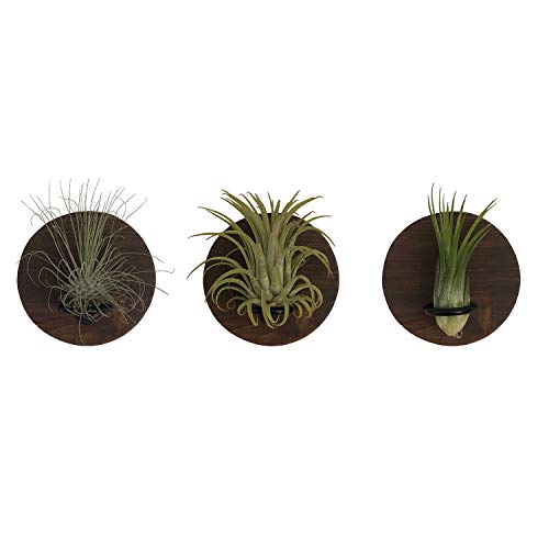 Set of 3 Air Plants Holders - Real Wood Live Air Plant Holders - Three 3 1/2" Wood Circles - Airplant Planter Holder