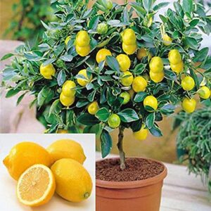 Dwarf Lemon Bonsai Tree Seeds, 20 Seeds,Grow a Delicious Fruit Bearing Bonsai Tree - Ships from Iowa.