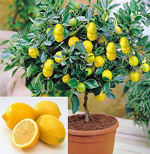 Dwarf Lemon Bonsai Tree Seeds, 20 Seeds,Grow a Delicious Fruit Bearing Bonsai Tree - Ships from Iowa.