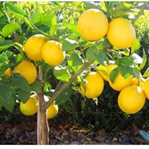 Dwarf Lemon Bonsai Tree Seeds, 20 Seeds,Grow a Delicious Fruit Bearing Bonsai Tree - Ships from Iowa.