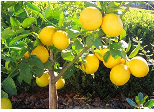 Dwarf Lemon Bonsai Tree Seeds, 20 Seeds,Grow a Delicious Fruit Bearing Bonsai Tree - Ships from Iowa.