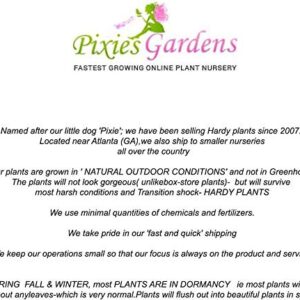 Pixies Gardens Yates Apple Tree Live Fruit Plant for Planting (3 Gallon Set of 2, Potted)