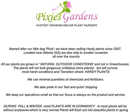 Pixies Gardens Yates Apple Tree Live Fruit Plant for Planting (3 Gallon Set of 2, Potted)