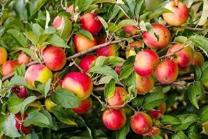 pixies gardens yates apple tree live fruit plant for planting (3 gallon set of 2, potted)