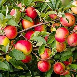 Pixies Gardens Yates Apple Tree Live Fruit Plant for Planting (3 Gallon Set of 2, Potted)