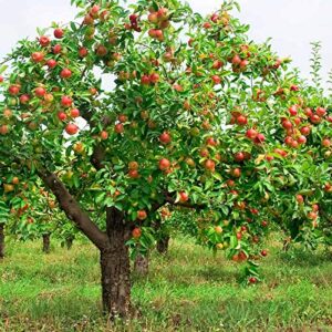 Pixies Gardens Fuji Apple Tree Live Fruit Plant for Planting - Medium Size Yellowish Green with Red Tint Skin (5 Gallon, Potted)