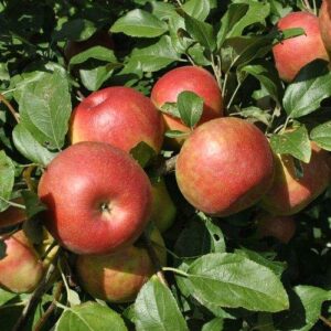 pixies gardens anna apple tree live fruit plant for planting - crisp juicy - excellent variety for the south (5 gallon - set of 2, potted)