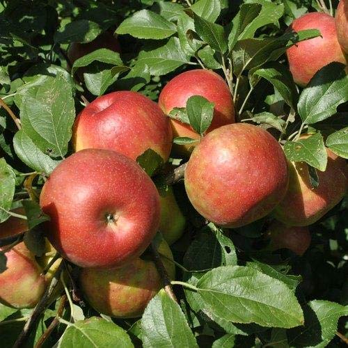 Pixies Gardens Anna Apple Tree Live Fruit Plant for Planting - Crisp Juicy - Excellent Variety for The South (5 Gallon - Set of 2, Potted)