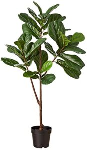 amazon brand - stone & beam artificial fiddle leaf fig tree with plastic nursery pot, 4.3 feet (51 inches) / medium, indoor