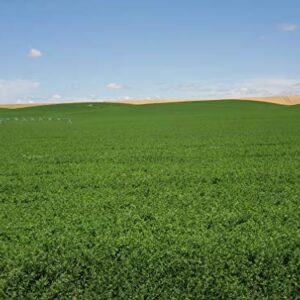 Alfalfa Seed- Farmer Direct Certified Clean Alfalfa Seeds- High Germination, Easy to Grow 6 Ounces