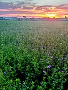 alfalfa seed- farmer direct certified clean alfalfa seeds- high germination, easy to grow 6 ounces