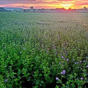 Alfalfa Seed- Farmer Direct Certified Clean Alfalfa Seeds- High Germination, Easy to Grow 6 Ounces