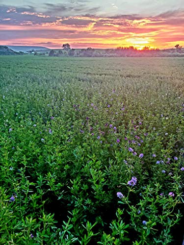 Alfalfa Seed- Farmer Direct Certified Clean Alfalfa Seeds- High Germination, Easy to Grow 6 Ounces