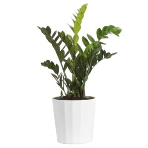 costa farms zz plant, live indoor houseplant in modern decor planter, natural air purifier in potting soil, gift for plant lovers, birthday gift, tabletop living room decor, desk decor, 22-inches tall
