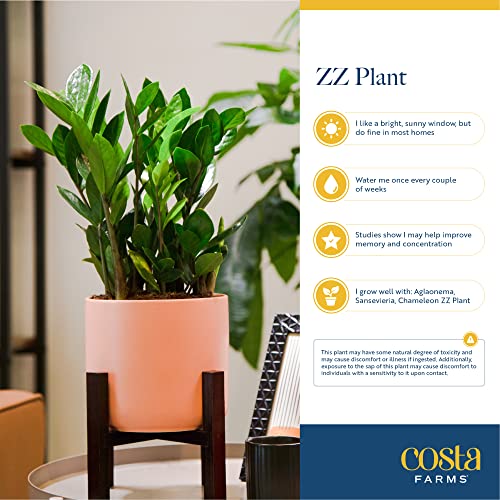 Costa Farms ZZ Plant, Live Indoor Houseplant in Modern Decor Planter, Natural Air Purifier in Potting Soil, Gift for Plant Lovers, Birthday Gift, Tabletop Living Room Decor, Desk Decor, 22-Inches Tall