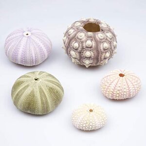 BUDDE 5 Pack Mini Sea Urchin Shell Hanging Pot-Air Plant Holder air Plant Hanging holdercute pots for succulentsin Cute Tillandsia Succulentwith Rustic Ropes