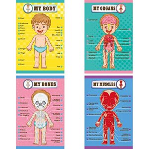 human body educational learning posters body parts learning wall chart for kids cartoon anatomy chart educational poster preschool kindergarten teaching supplies, classroom decoration, 17 x 11 inch