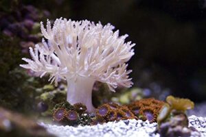 generic live pulsing xenia coral reef saltwater marine aquatic