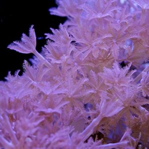 Generic Live Pulsing Xenia Coral Reef Saltwater Marine Aquatic