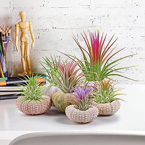 6PCS Hanging Air Plants Holders/Stand Mini Sea Urchin Shell Decorative Tillandsiat Succulent Air Plant Display Container for Home Office Wall Garden Beach Hawaii Theme Party Favors