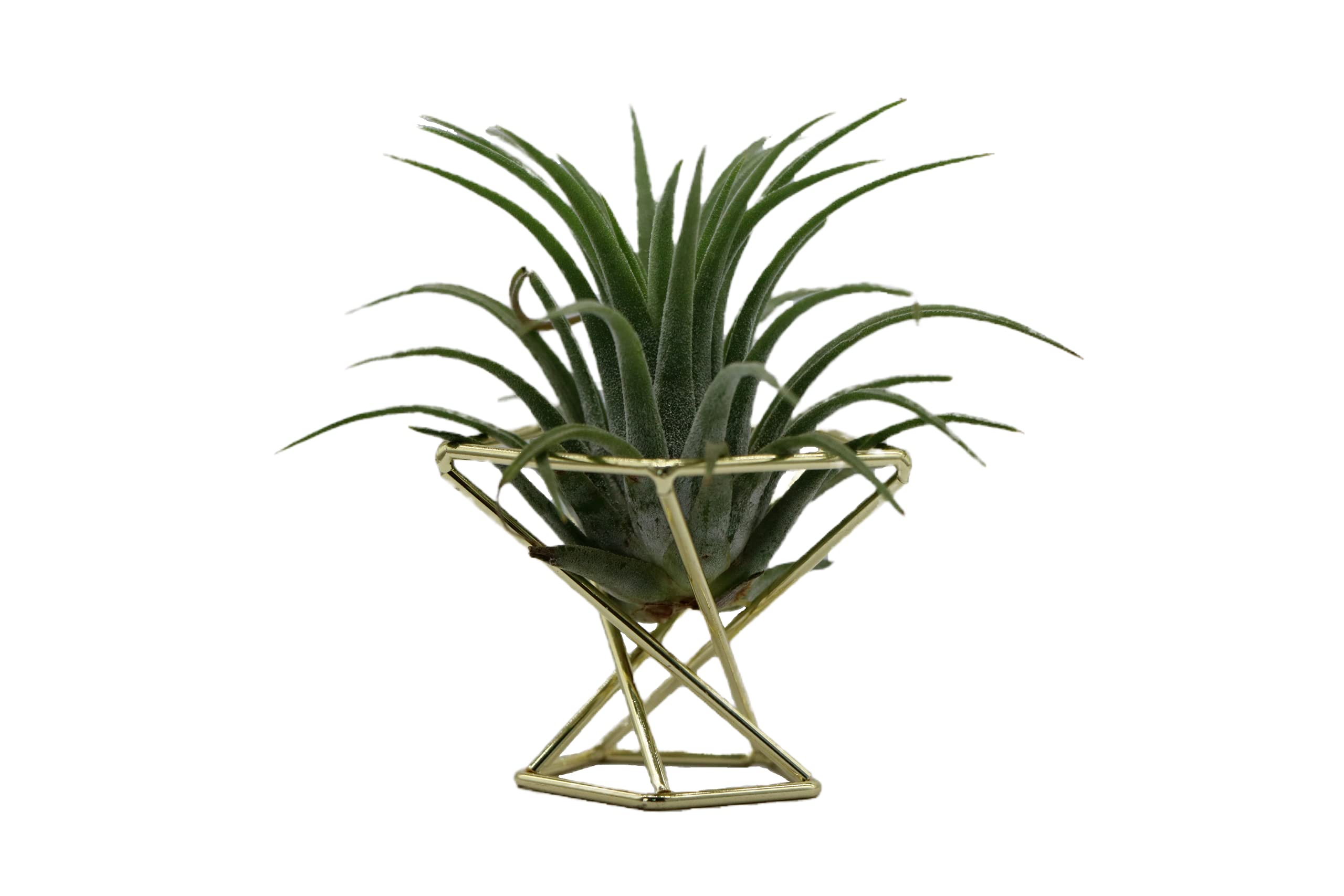 Nwsrayu Geometric Air Plant Holder Airplants Rack Metal Plants Stand Planter Shelves Himmeli Living Decor Tillandsia Pot Containers (Gold 3pcs)