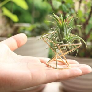 Nwsrayu Geometric Air Plant Holder Airplants Rack Metal Plants Stand Planter Shelves Himmeli Living Decor Tillandsia Pot Containers (Gold 3pcs)