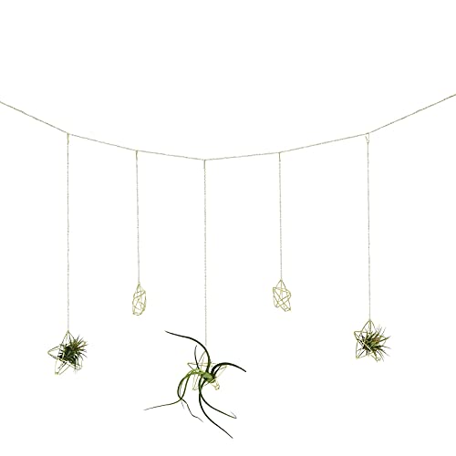 Newwe 5 Stars Kit Hanging Air Plant Holder Wall Gold Airplant Rack with Chains Home Wall Decor Boho Room Decoration Christmas Ornaments