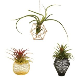 newwe pack of 3 air plant holder metal airplant pot geometric tabletop decor air plants planter tillandsia display for home office