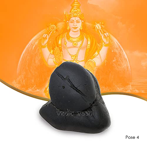 Vedic Vaani Natural Salagram Saligramam Stone Matsya Avatar Shaligram Shila Black (One Piece)