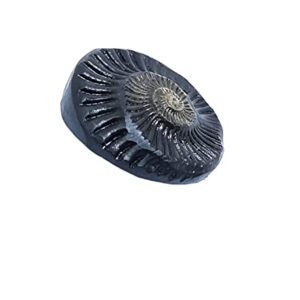 Sudarshan Shaligram | Nepal Gandaki River Chakra Saligram (2.5 cm) Orignal Sudarshan Chakra shaligram