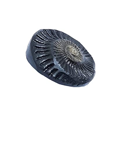 Sudarshan Shaligram | Nepal Gandaki River Chakra Saligram (2.5 cm) Orignal Sudarshan Chakra shaligram