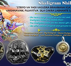 Sudarshan Shaligram | Nepal Gandaki River Chakra Saligram (2.5 cm) Orignal Sudarshan Chakra shaligram