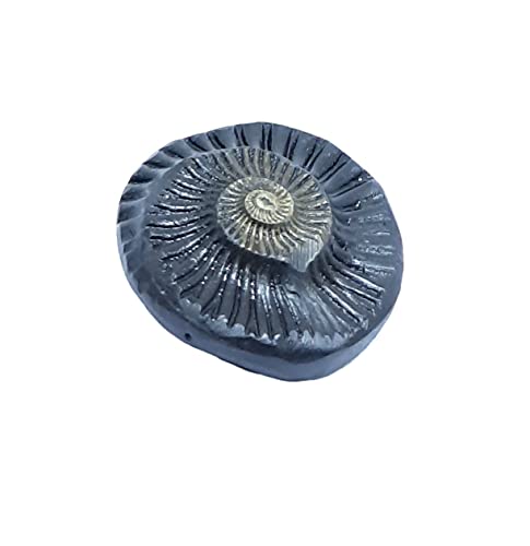 Sudarshan Shaligram | Nepal Gandaki River Chakra Saligram (2.5 cm) Orignal Sudarshan Chakra shaligram