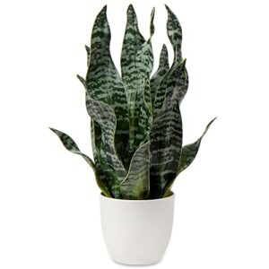 hollyone artificial snake plant potted faux sansevieria trifasciata plants, 17" tropical fake plants in white pots for home office desk outdoor décor housewarming gift