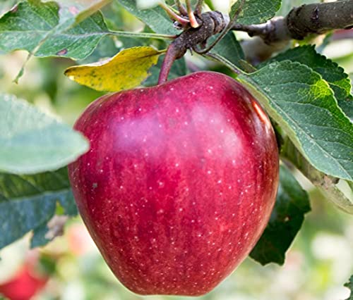 Apple Seeds for Planting| 100 Seeds Packet