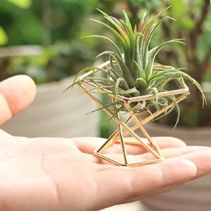 Nwsrayu Pack 5 piece Gold Air plant holder Air Plants Holders Tillandsias Display Air Purifying Plant Container Air Fern Stand Geometric Decor For House, Wedding Party