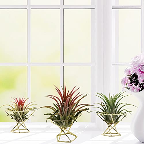 Nwsrayu Pack 5 piece Gold Air plant holder Air Plants Holders Tillandsias Display Air Purifying Plant Container Air Fern Stand Geometric Decor For House, Wedding Party