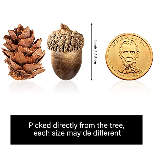 Syhood 200 Pieces Thanksgiving Natural Mini Pine Cone Artificial Acorn Pine Cone Ornament Simulation Lifelike Small Acorn with Natural Cap Fake Craft Acorn Prop for Vase Filler Autumn Winter Home