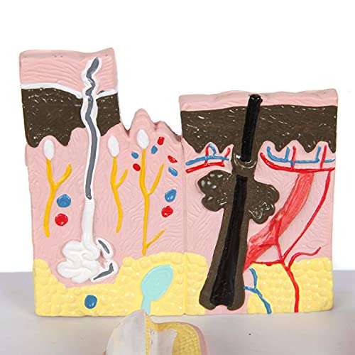 Anatomy Lab Skin, Nail and Hair Structure Anatomy Model