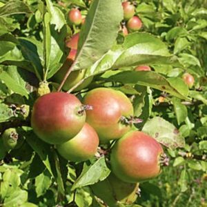 European/French Crab Apple Tree Seeds, 20 Apple Seeds Per Packet, (Isla's Garden Seeds), Non GMO Seeds, Botanical Name: Malus sylvestris, 98% Germination Rates