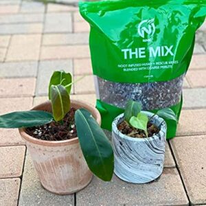 Noot Potting Soil Mix for Indoor & House Plants – 1 Gallon – Orchid, Succulent, Cactus, Aroid, Houseplant, Monstera – Bio-Organic – Fast Draining – Rapid Root Growth – Pre-Soaked & Ready to Use