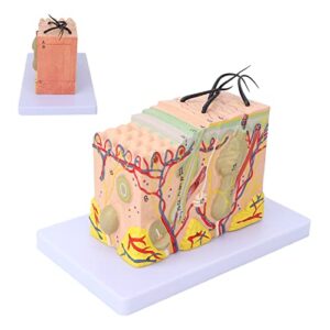 Skin Model 35X Enlarged Anatomical Skin Model 3 Dimensional Skin Teaching Aids Model for Skin Cosmetology Study Display Teaching Model