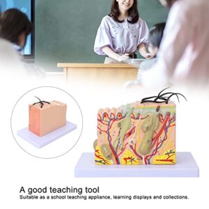 Skin Model 35X Enlarged Anatomical Skin Model 3 Dimensional Skin Teaching Aids Model for Skin Cosmetology Study Display Teaching Model