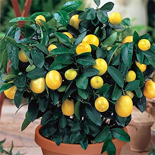 zcbang 20+Pcs Rare Lemon Tree Indoor Outdoor Available Heirloom Fruit Seeds