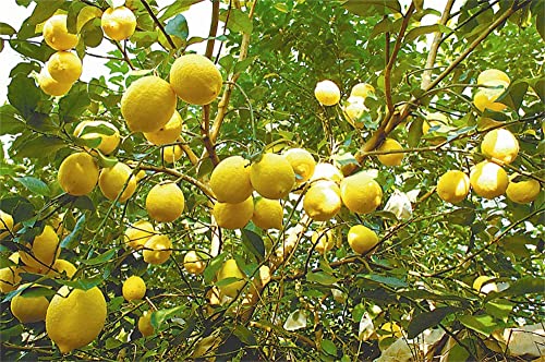 zcbang 20+Pcs Rare Lemon Tree Indoor Outdoor Available Heirloom Fruit Seeds