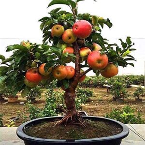 dwarf bonsai apple tree seeds - 25 seeds - grow exotic indoor fruit bonsai