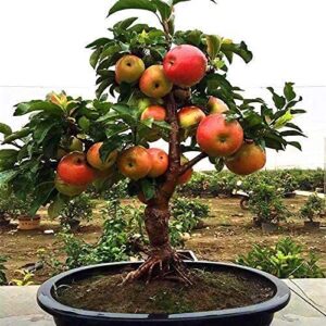 Dwarf Bonsai Apple Tree Seeds - 25 Seeds - Grow Exotic Indoor Fruit Bonsai