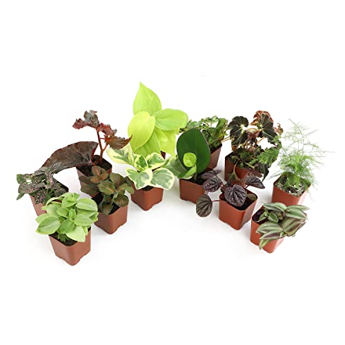 Altman Plants Live Houseplants (12PK), Indoor Plants for Delivery Prime, Live Plants and Gardening Gifts for Plant Lovers, Planters for Indoor Plants with Potting Soil, Live House Plants Indoors Live