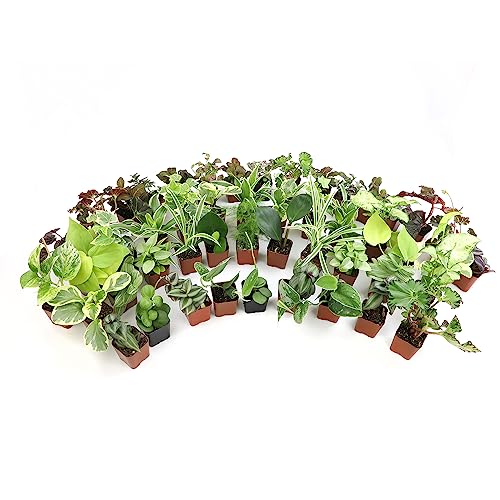 Altman Plants Live Houseplants (12PK), Indoor Plants for Delivery Prime, Live Plants and Gardening Gifts for Plant Lovers, Planters for Indoor Plants with Potting Soil, Live House Plants Indoors Live