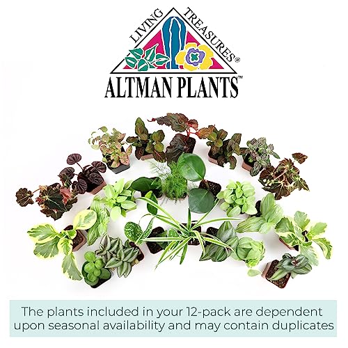 Altman Plants Live Houseplants (12PK), Indoor Plants for Delivery Prime, Live Plants and Gardening Gifts for Plant Lovers, Planters for Indoor Plants with Potting Soil, Live House Plants Indoors Live